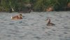 Red-necked Grebe at Paglesham Lagoon (Steve Arlow) (58668 bytes)